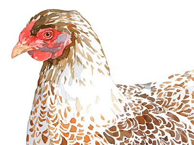 Chicken watercolor