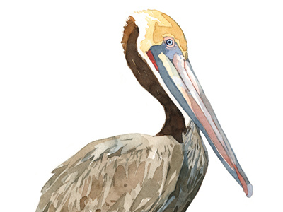 Pelican watercolor painting animal bird illustration nature painting pelican watercolor wildlife