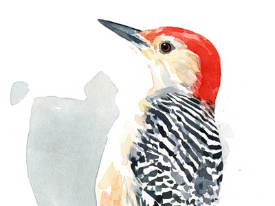 Red-Bellied Woodpecker watercolor animal bird illustration nature painting watercolor