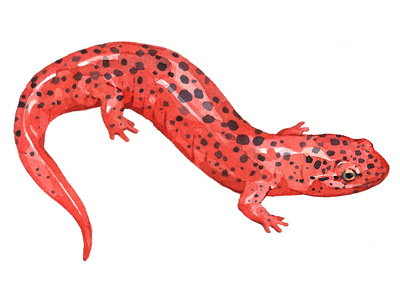 Salamander Watercolor animal illustration nature watercolor