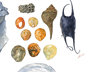 Shells watercolor illustration painting shells watercolor