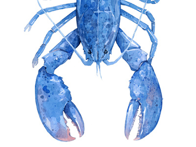 Blue Lobster watercolor nature painting watercolor