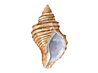 10 Ridged Whelk Small illustration seashell shell watercolor