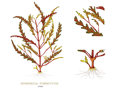 Botanical Illustration  - Hygrophila Pinnatifida