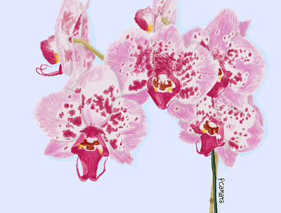 Orquídea botanical botanical illustraion desenho digital digital art digital artist digital illustration digital painting illustration ilustração ilustração botânica plants