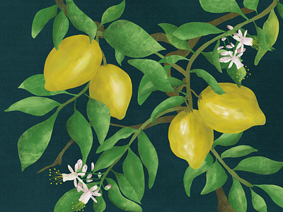 Lemontree branch illustration citrus digitalart fresco fresco illustration fruit happy juicy lemon lemonly lemontree sunny yellow