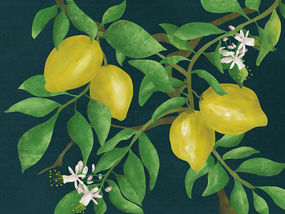 Lemontree branch illustration