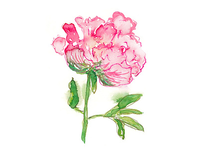 Watercolor Peony Illustration abstract watercolor aquarelle bloom botanical watercolor floral flower peony peony flower peony illustration pink flowers watercolor watercolor illustration watercolor painting