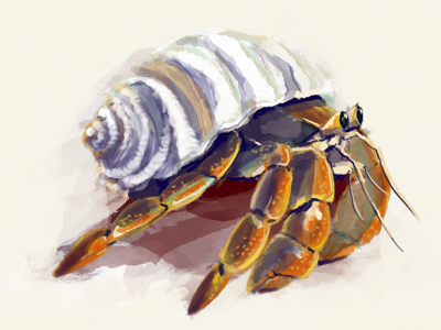 Hermit Crab