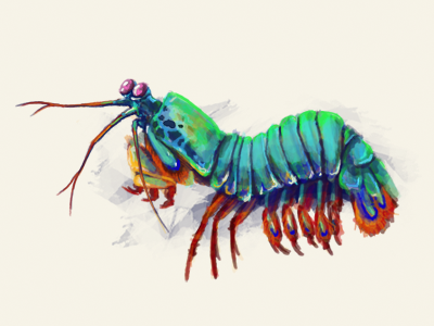 Mantis Shrimp