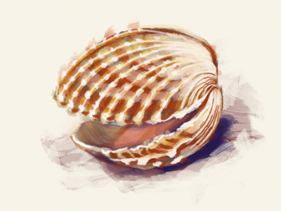 Atlantic Cockle