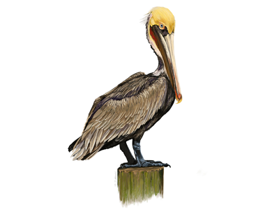 Brown Pelican bird brown pelican illustration pelican scientific illustration