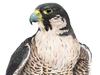 Peregrine Falcon bird digital painting falcons illustrations painting peregrine