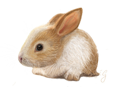 Bunny Portrait adobe illustrator animals art bunny design drawing illustration portrait rabbit