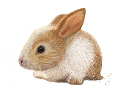 Bunny Portrait