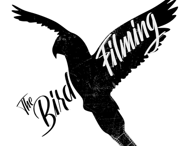 The Bird Filming - Branding branding design flat illustration logo minimal typography