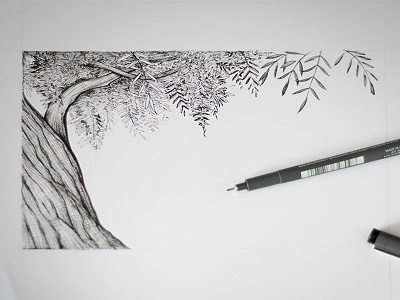 Olive tree illustration liner olive pen sketch tree
