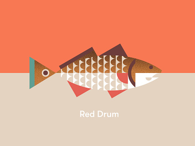 Red Drum bass drum fish red south carolina spot tail