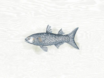 Illustration III