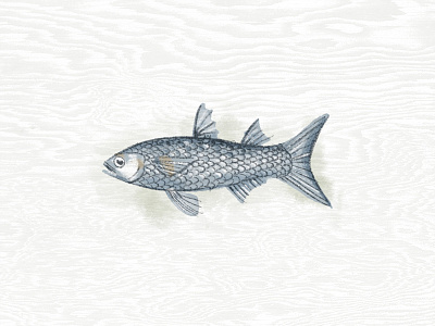 Illustration III fish illustration procreate
