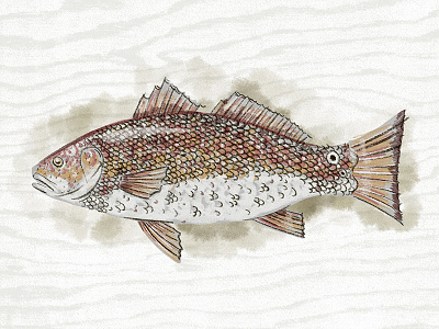 Illustration IV fish illustration procreate red