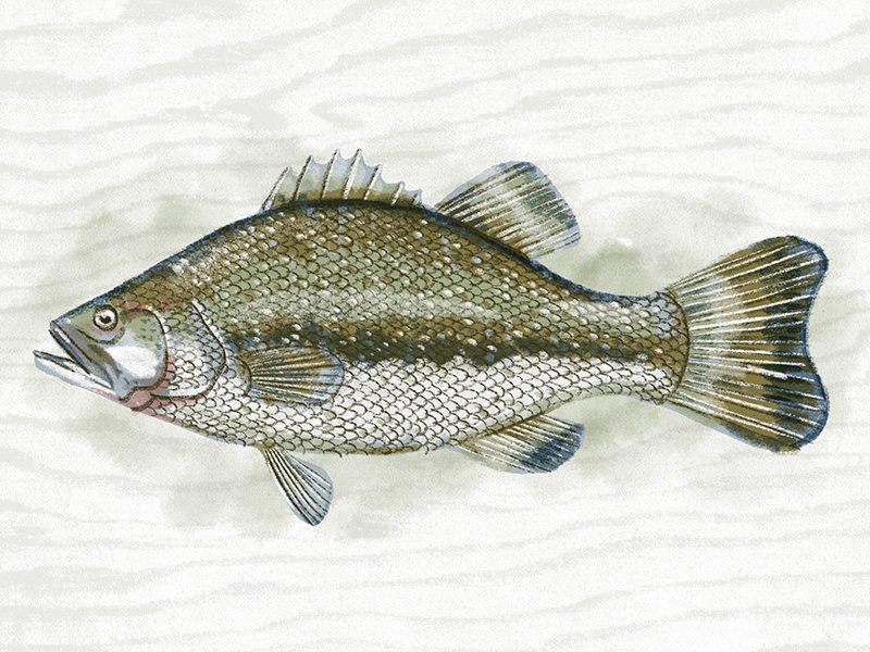 Illustration V bass procreate fish illustration