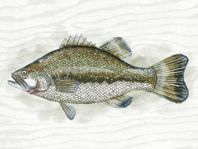 Illustration V
