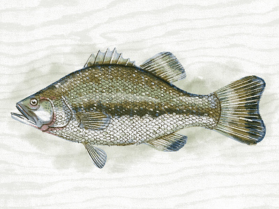 Illustration V bass fish illustration procreate