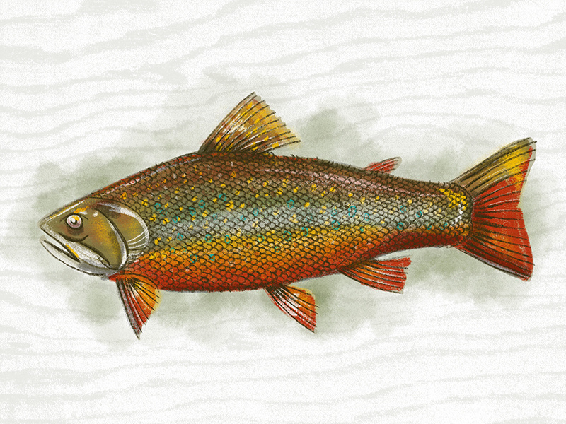 Illustration VII brook trout procreate fish illustration