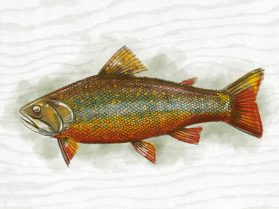 Illustration VII brook trout fish illustration procreate