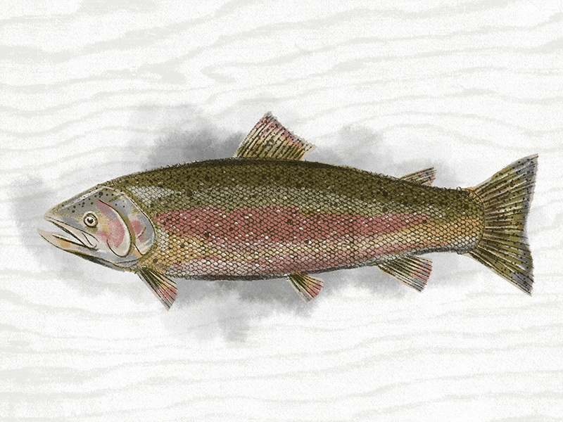 Illustration IX steelhead procreate fish illustration