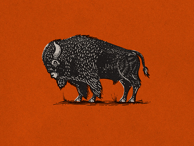 Illustration bison etching illustration retro supply co