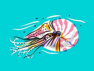 illustration illustration mollusk practice tropical