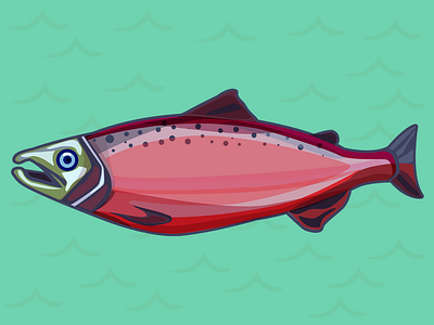salmon coho fish illustration salmon