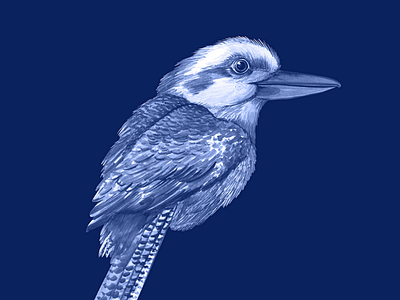 Watercolour Kookaburra
