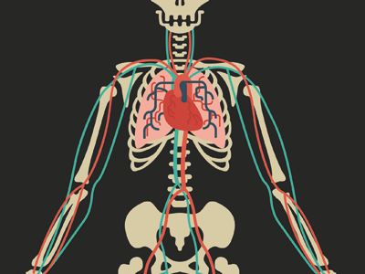 Circulatory System WIP anatomy biology blood bones circulatory system heart illustration skeleton