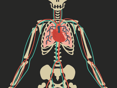 Circulatory System WIP illustration biology anatomy heart blood circulatory system skeleton bones