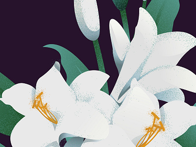 Spring Lillies botanical flowers illustration lilly vector
