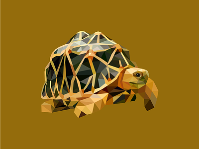 Turtle abstract amphibian animal animal art geometric illustartion reptile sea turtle vector