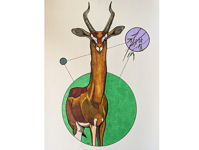 Gerenuk conceptual drawing illustration nature illustration