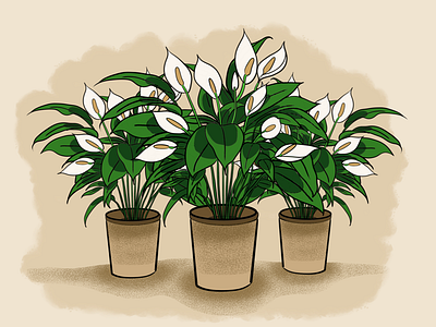Peace Lily Illustration art flower illustration plant plant illustration