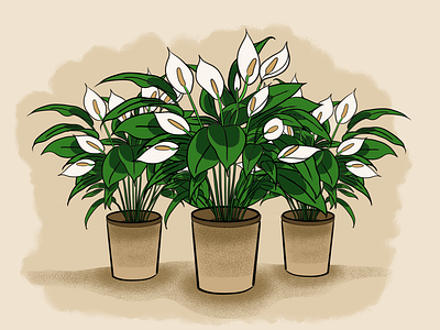 Peace Lily Illustration