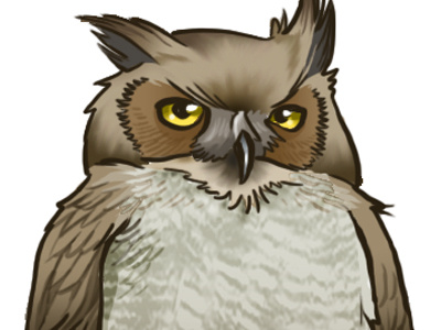 Owl animal bird color digital owl