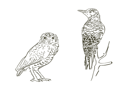 Likandes birds black and white illustration ink nature pen tablet vector wacom tablet