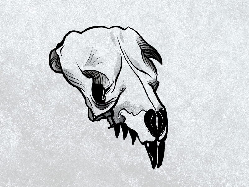 Skull by Alfred Wainwright on Dribbble