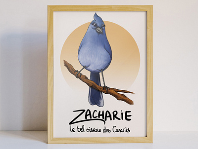 Zacharie le bel oiseau des Canaries animal bird cute illustration oiseau