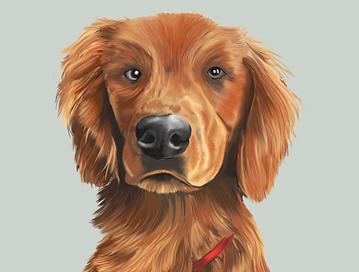 Bucky design digital art digital painting dog dog illustration dogs illustration pets portrait portrait art procreate procreateapp