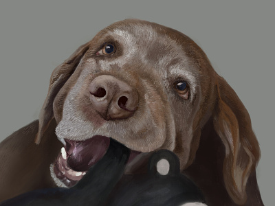Chocolate Lab art artist design digital art digital painting dog dog illustration drawing illustration painting pets portrait procreate procreateapp puppy