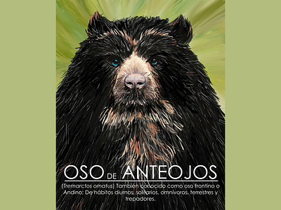 Oso de Anteojos design digital art digital painting editorial illustration illustration poster