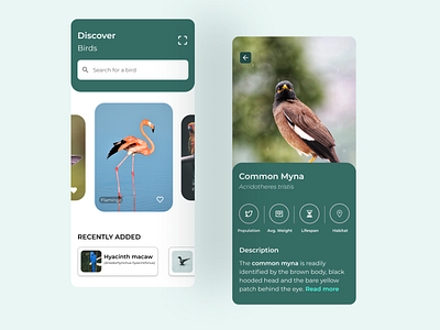 Birds recognition app bird design figma flat ios mobile app ui ux